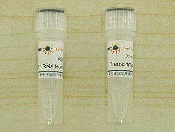 T7 RNA Polymerase